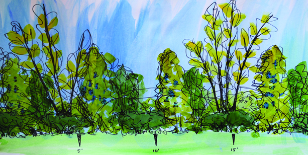 An artist's rendering of the placement of trees and shrubs within a hedgerow